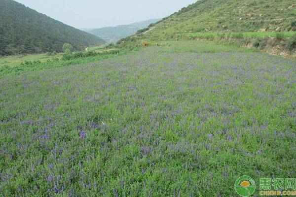 山西中药种植项目国家补贴政策解读