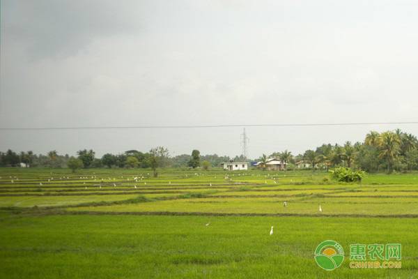 农业种植多少亩才符合补贴要求？