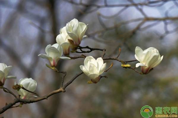 花中君子分别指的是什么花？都象征着什么？