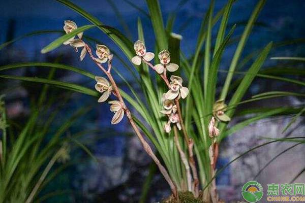 花中君子是什么花的别称？花中四君子又是哪些花？