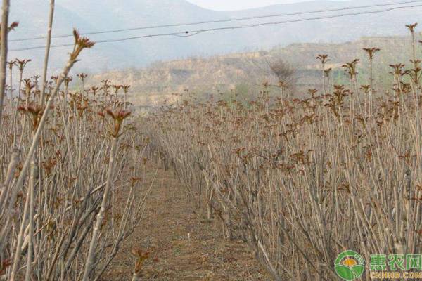 2020年火爆野菜种植项目有哪些？这几种未来5年市场供不应求