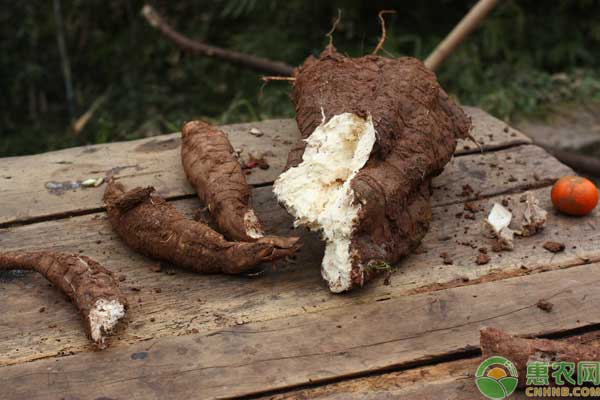 葛根有哪些功效作用？菜用葛根的种植前景如何？（附种植效益）