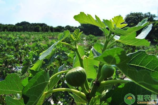 无花果价格多少钱一斤？无花果种植前景分析