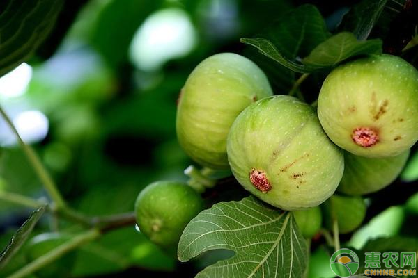 无花果价格多少钱一斤？无花果种植前景分析