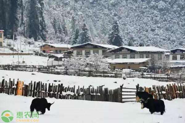 大雪节气习俗有哪些？该怎么养生？