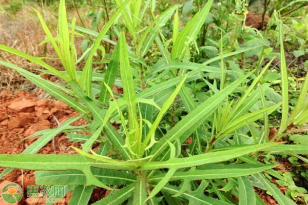 农村常见的二十五种野菜，肯定有你吃过的！