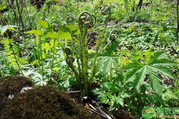 东北野菜种类介绍，这8种野菜很多人都吃过！