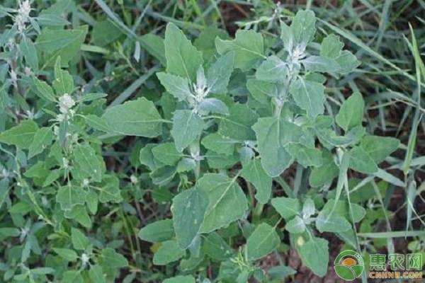 大连常见的野菜有哪些？大连野菜种类介绍