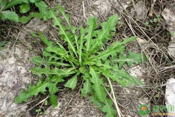 大连常见的野菜有哪些 大连野菜种类介绍 辰颐物语 辰颐物语官网