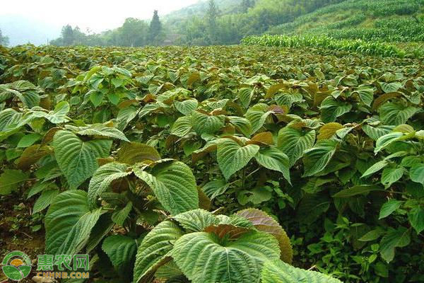 紫苏价格多少钱一斤？紫苏种植前景分析