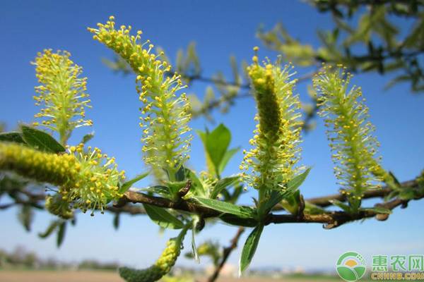 黑龙江柳树什么时候开花？花期维持多久？