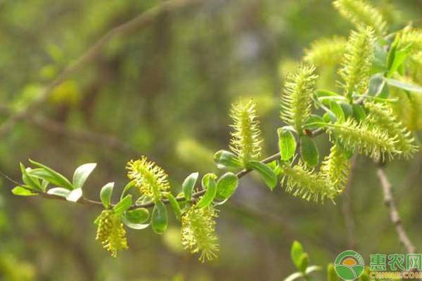 黑龙江柳树什么时候开花？花期维持多久？