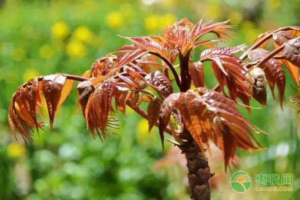 重庆的25种野菜种类介绍