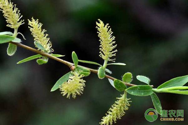 西安柳树什么时候开花有柳絮？都有哪些危害？