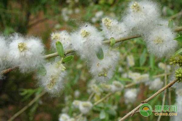 西安柳树什么时候开花有柳絮？都有哪些危害？