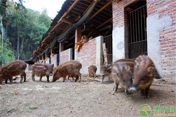 野猪吃什么饲料长得快？这四点首先你要弄清楚！