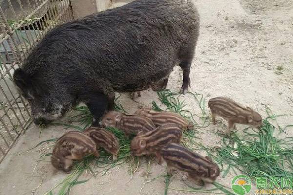 野猪吃什么饲料长得快？这四点首先你要弄清楚！