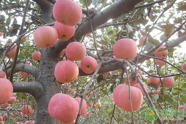 山东威海地区苹果价格多少钱一斤？附苹果行情走势分析