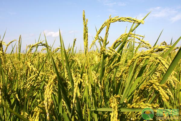 2020年水稻价格预测，种植水稻前景怎么样？