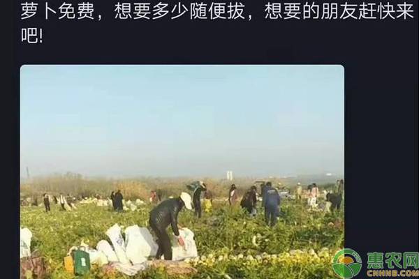 200亩萝卜被拔光，菜农损失40万竟无从追究，网上谣言真可怕！