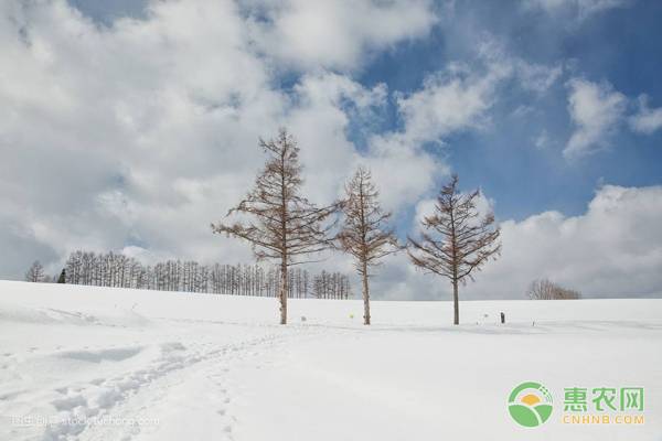 大雪节气的由来是什么？有哪些天气特征？（附大雪诗句）