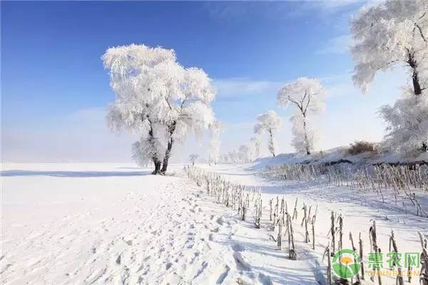 大雪节气的由来是什么？有哪些天气特征？（附大雪诗句）