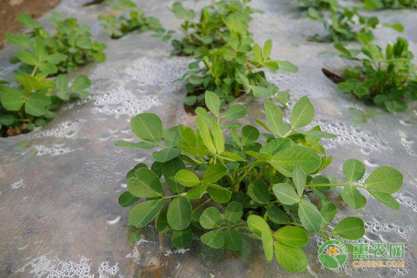 河南南阳去壳花生多少钱一斤？河南适合种植哪些花生品种？