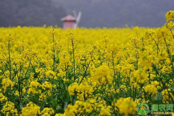 2019年粮食总产量创历史新高！我国主要粮食调控政策一览