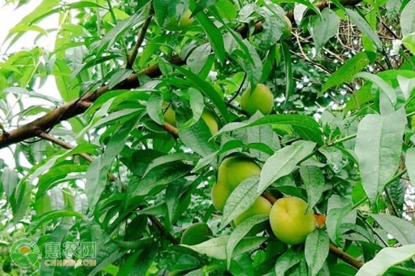 9月份成熟的桃子品种有哪些？