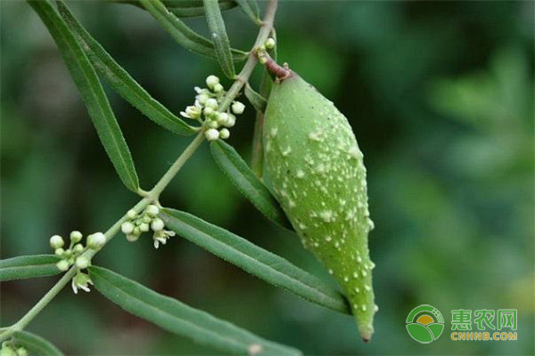 地稍瓜可以种植吗？有什么价值？