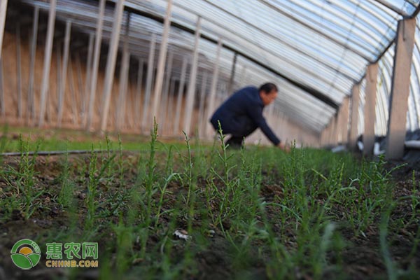 一个大棚可以种植几种蔬菜？有哪几种？